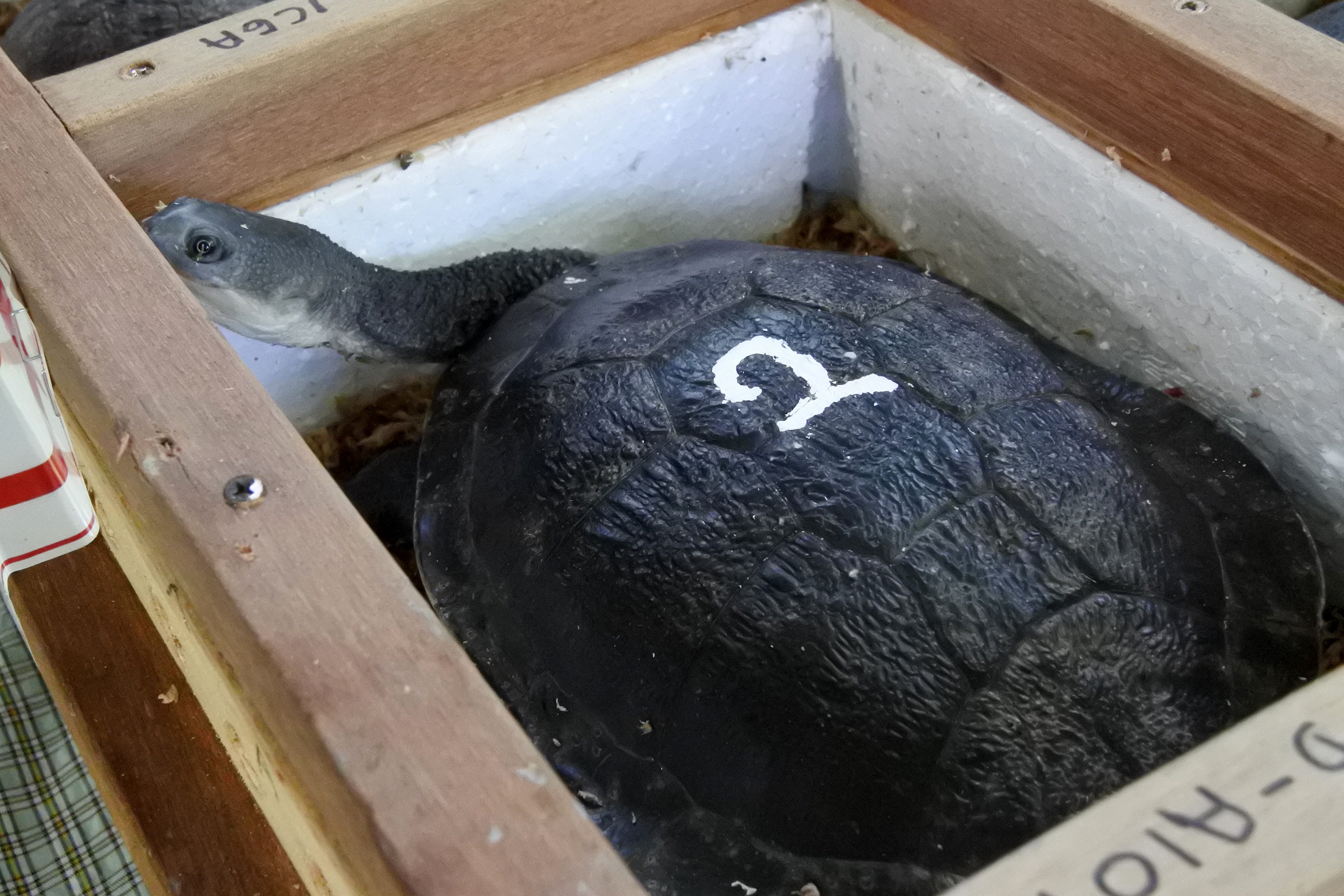 Pemulangan Kura-Kura Leher Ular dari Singapura