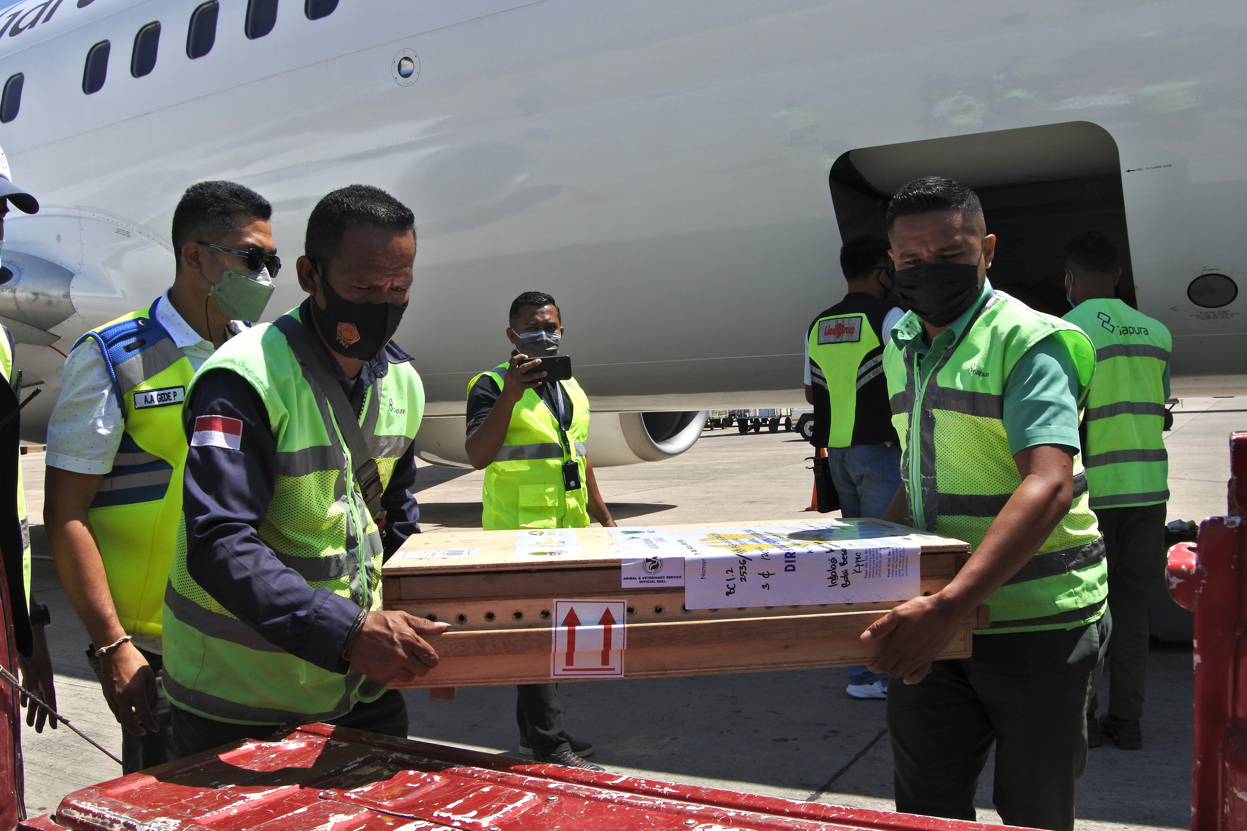 Pemulangan Kura-Kura Leher Ular dari Singapura