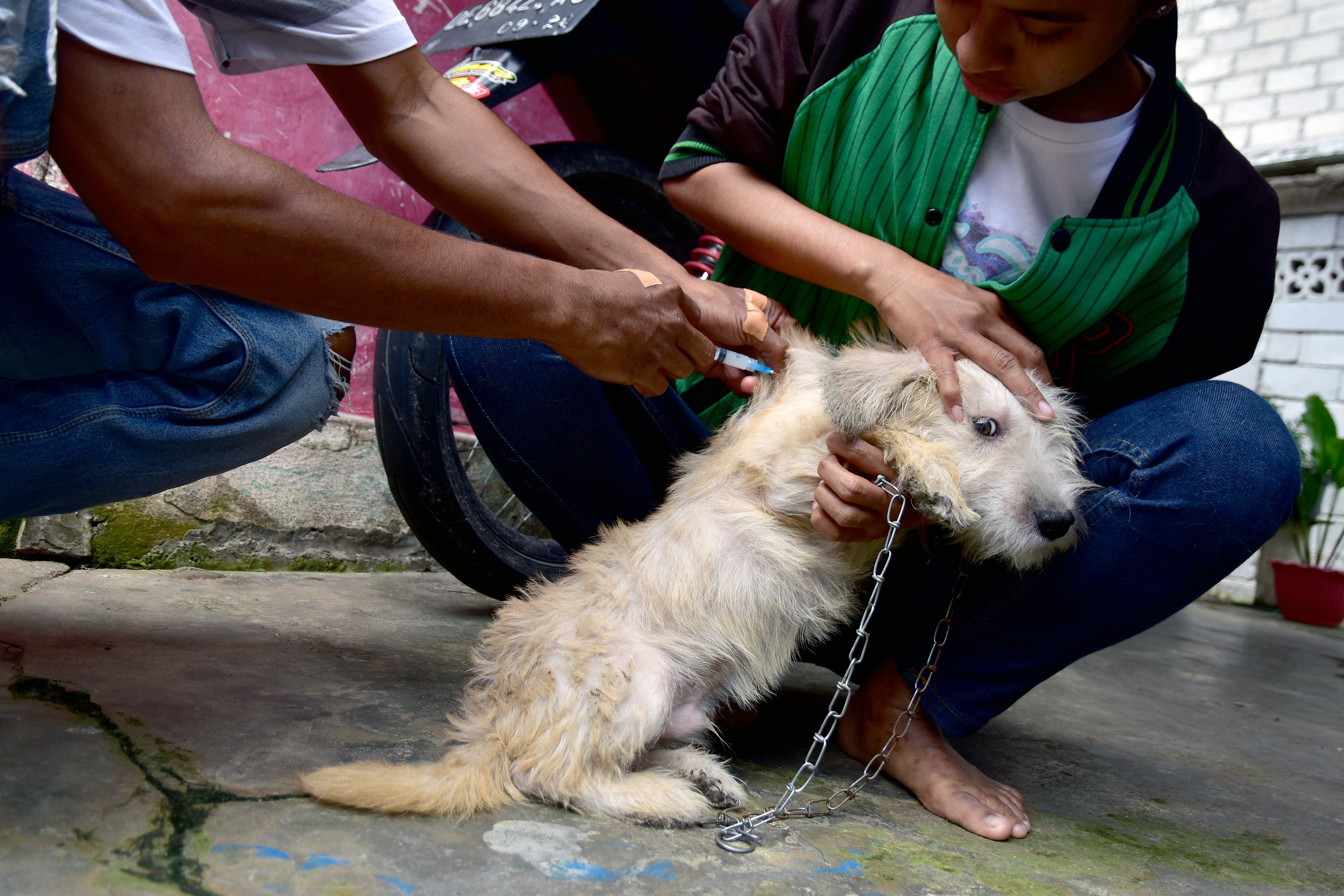 Vaksinasi Rabies di Ambon