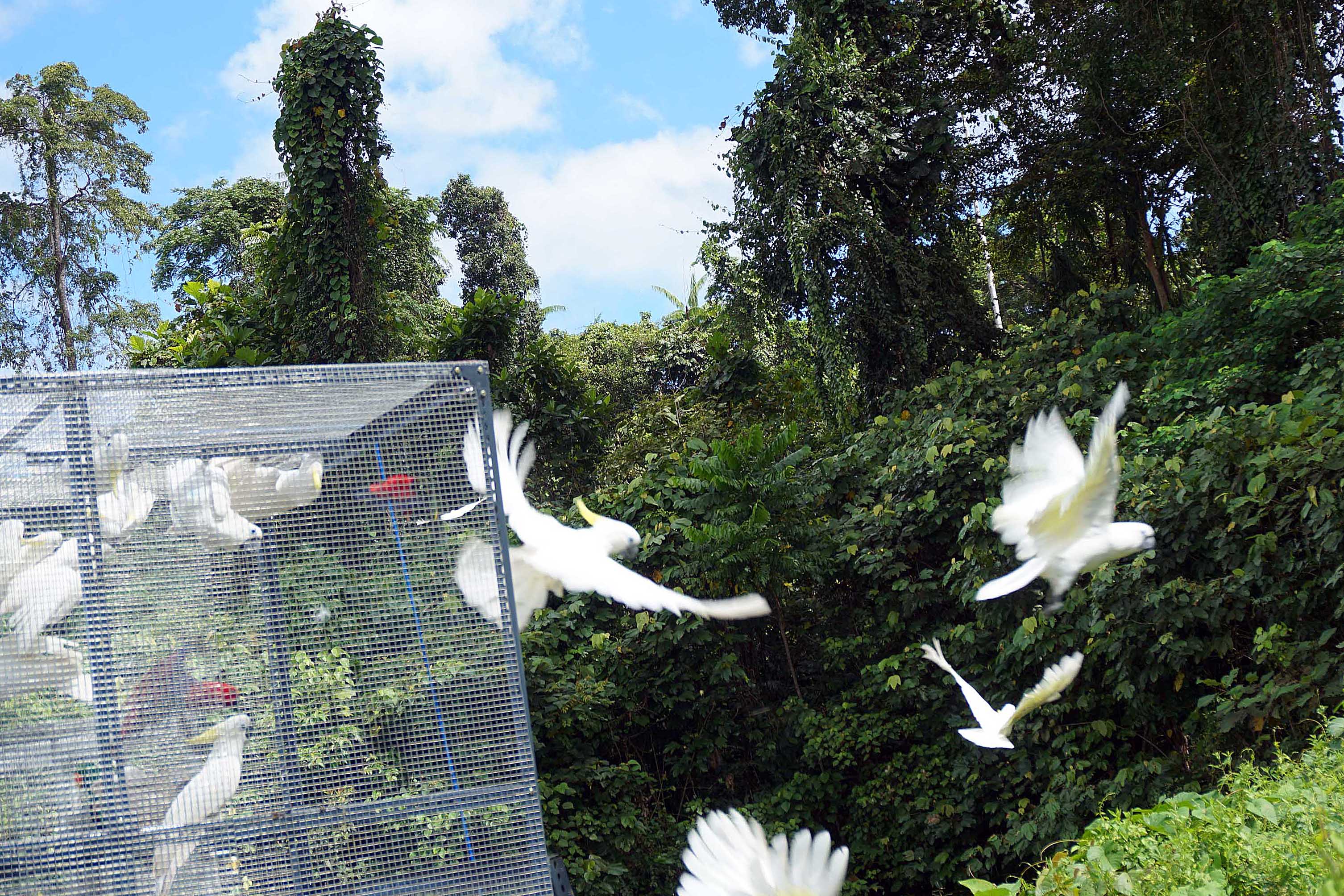 Lepas Liarkan Satwa Endemic Papua 