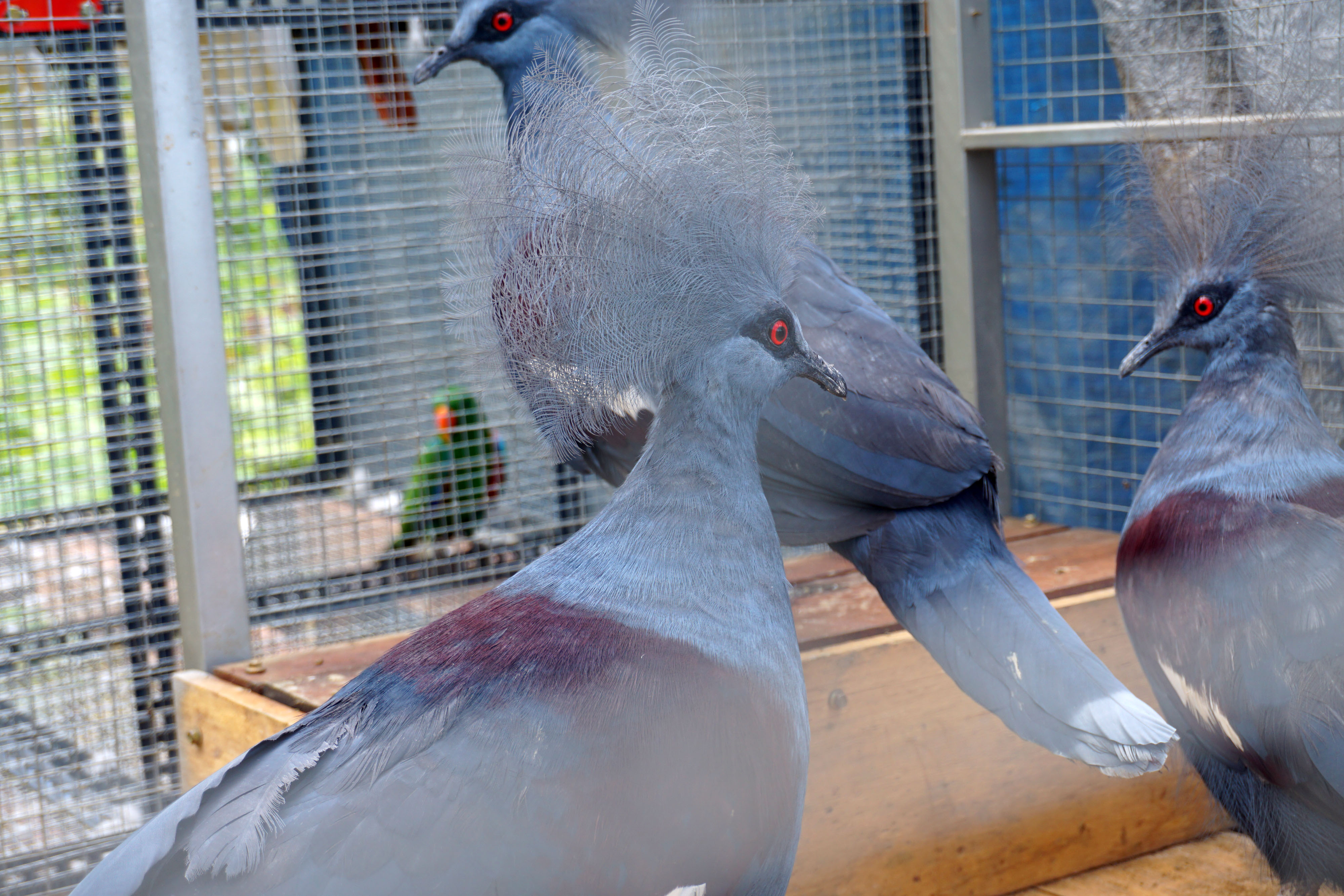 Lepas Liarkan Satwa Endemic Papua 