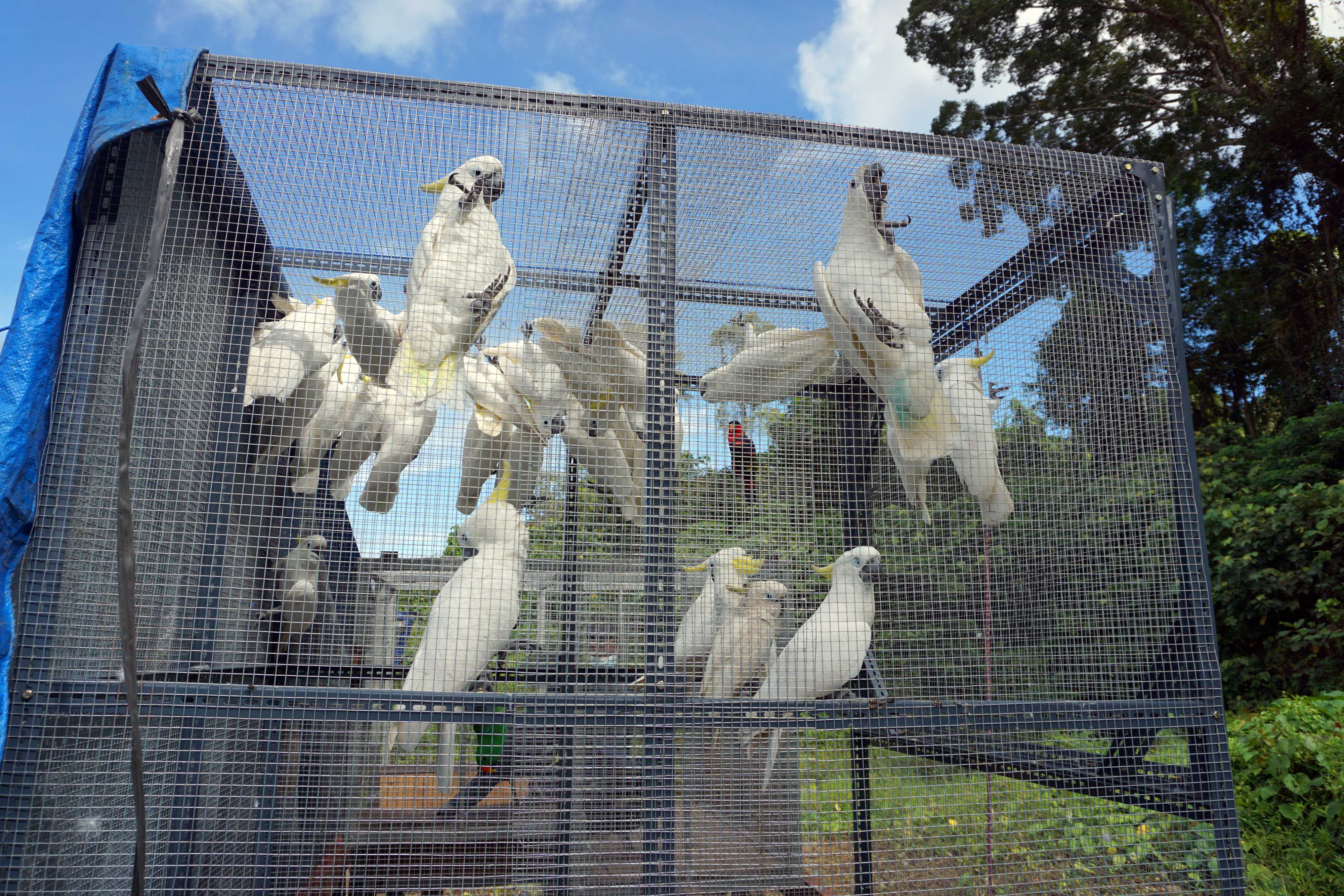 Lepas Liarkan Satwa Endemic Papua 