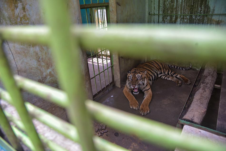 Kondisi Harimau Sumatera Di Medan Zoo