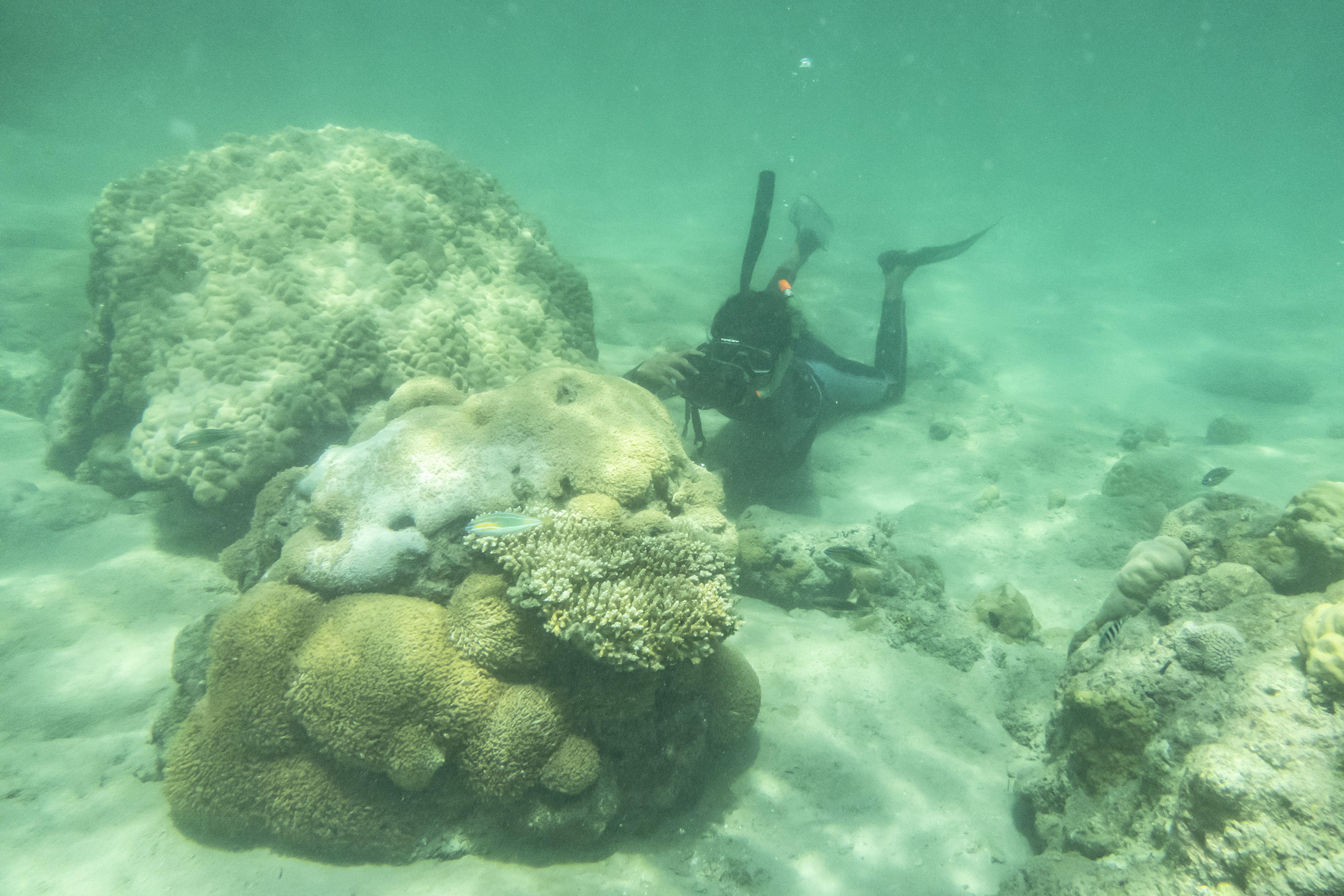 Wisata Bawah Air di Pulau Natuna