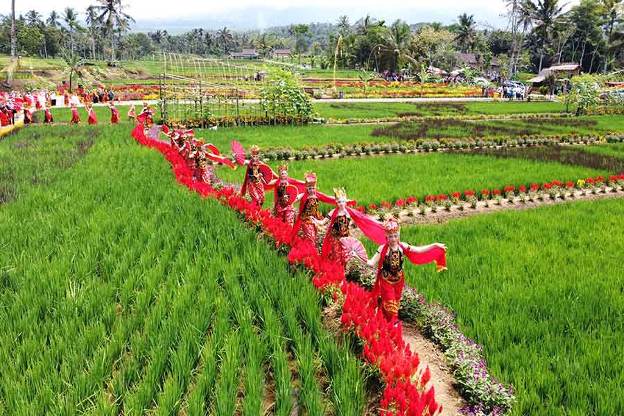 Destinasi Wisata Persawahan di Banyuwangi 