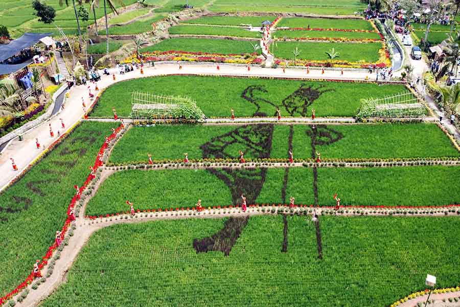 Destinasi Wisata Persawahan di Banyuwangi 