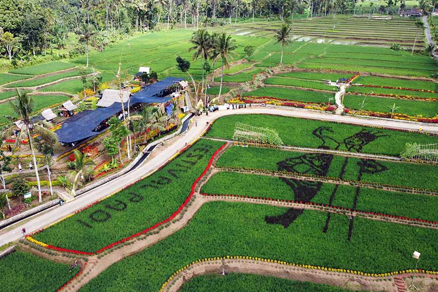 Destinasi Wisata Persawahan di Banyuwangi 