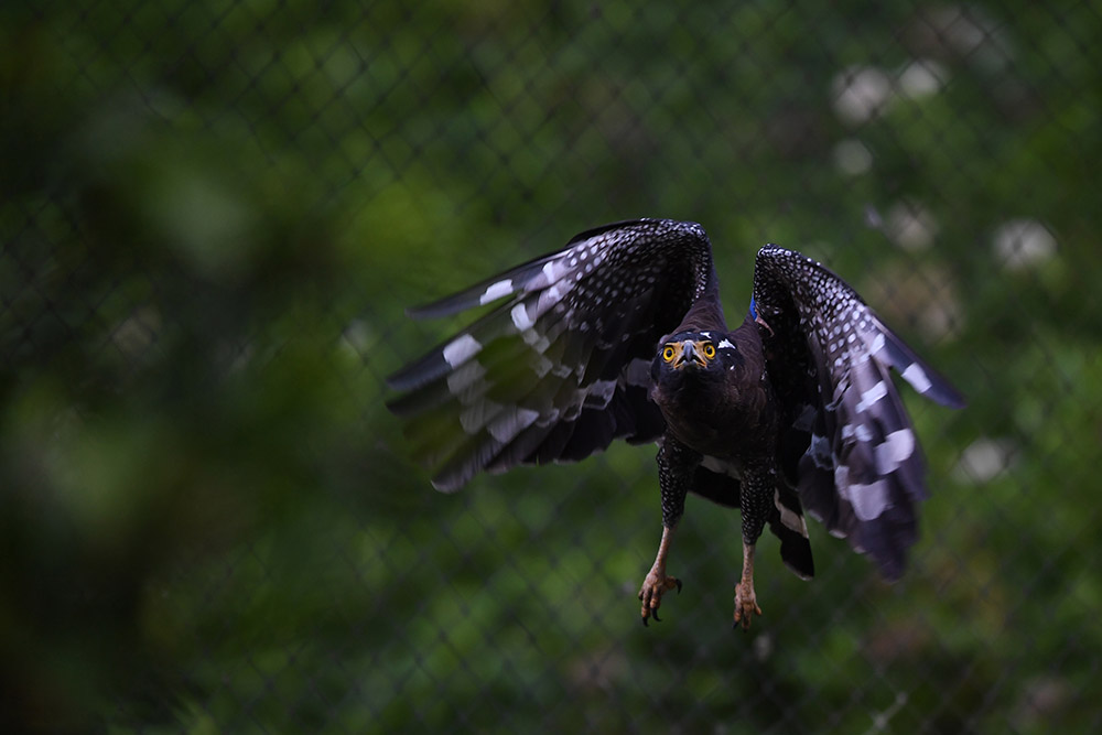 Konservasi Elang di Kamojang