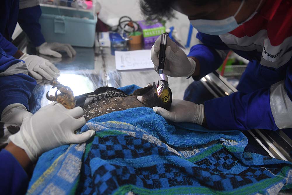 Konservasi Elang di Kamojang