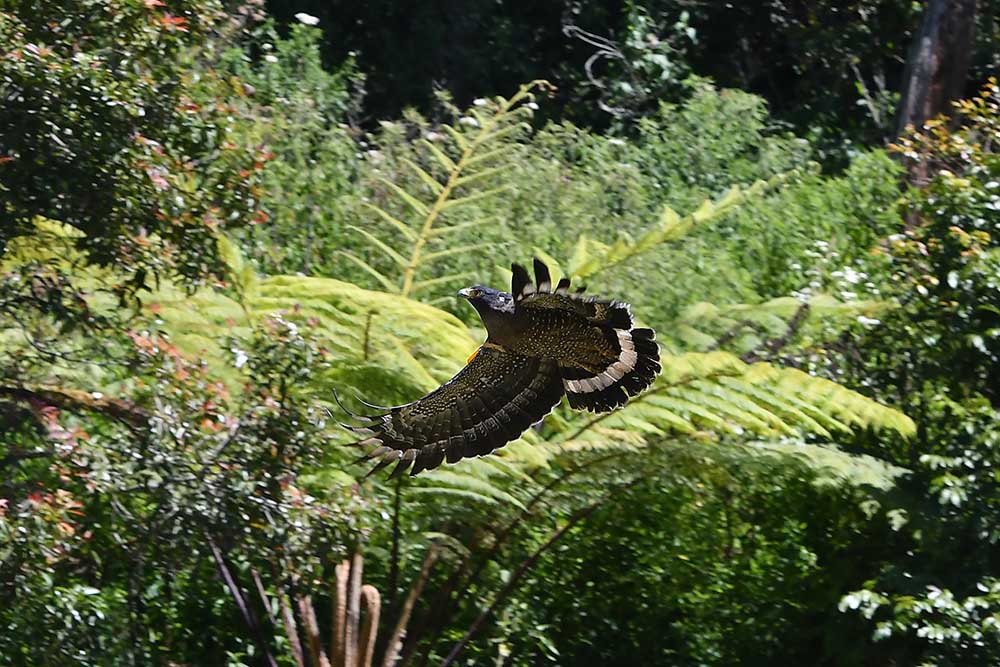 Konservasi Elang di Kamojang
