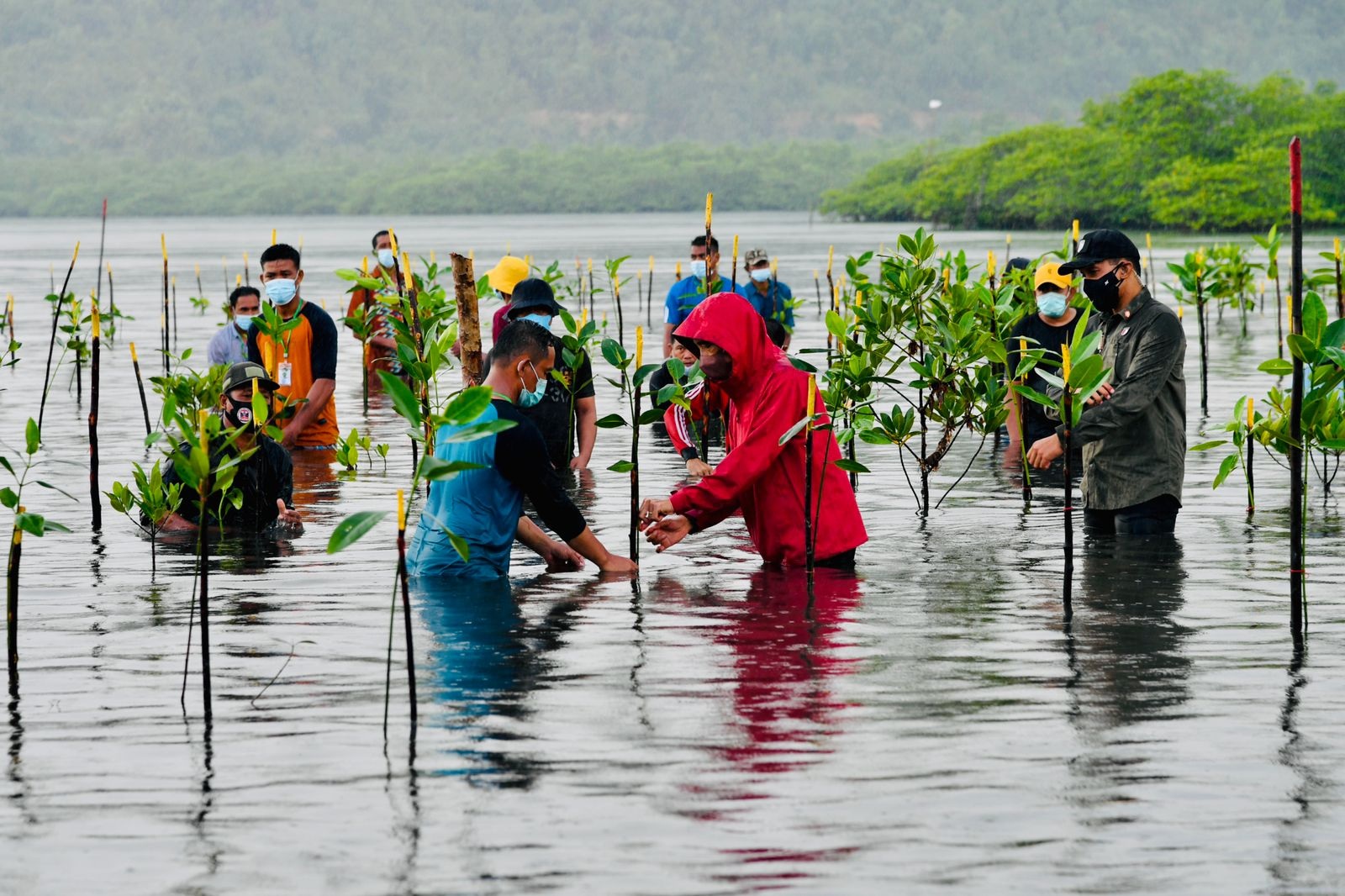 Presiden Jokowi Ikut Nyemplung Menanam Mangrove di Batam 