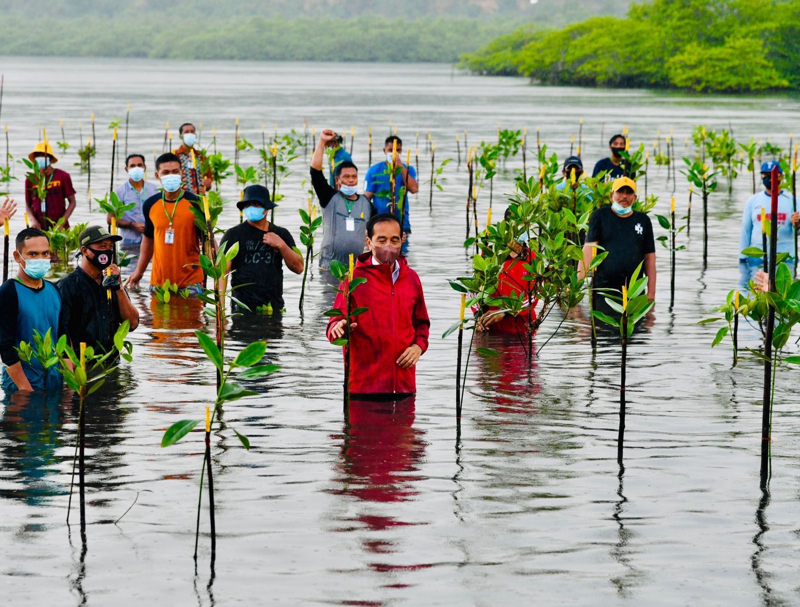 Presiden Jokowi Ikut Nyemplung Menanam Mangrove di Batam 