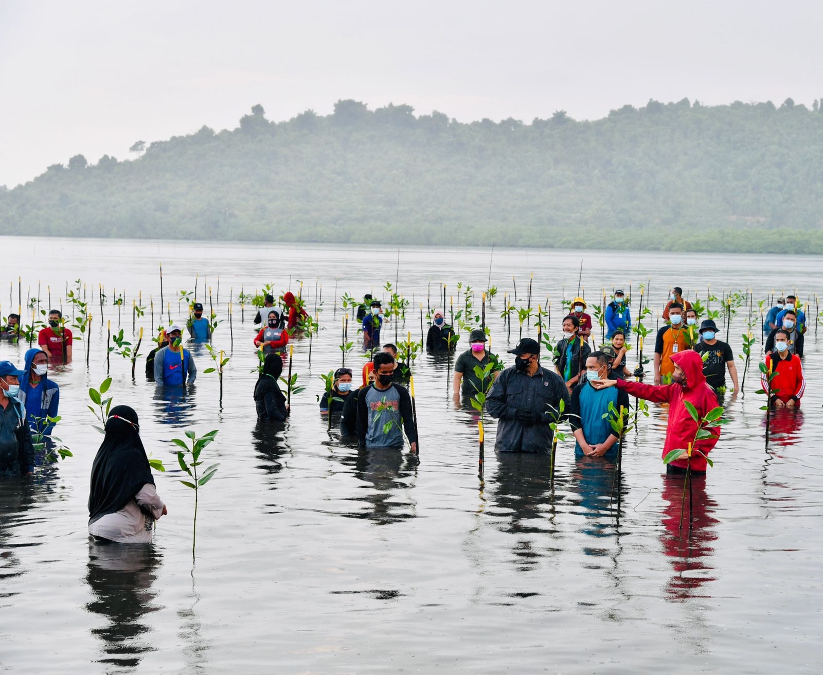 Presiden Jokowi Ikut Nyemplung Menanam Mangrove di Batam 