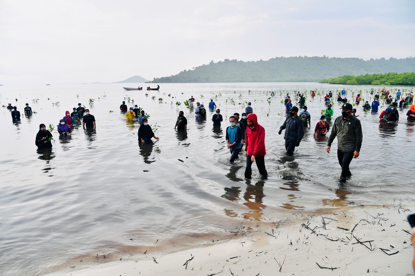 Presiden Jokowi Ikut Nyemplung Menanam Mangrove di Batam 