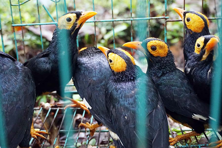 Pelepasliaran Satwa Endemik Papua Hasil Penggagalan Penyelundupan 