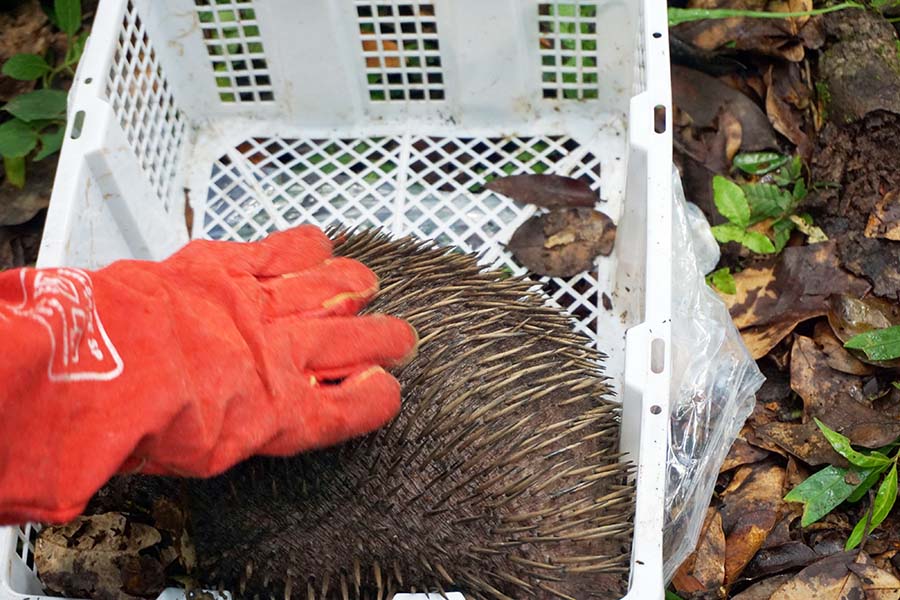 Pelepasliaran Satwa Endemik Papua Hasil Penggagalan Penyelundupan 