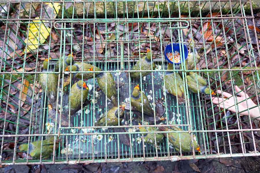 Pelepasliaran Satwa Endemik Papua Hasil Penggagalan Penyelundupan 