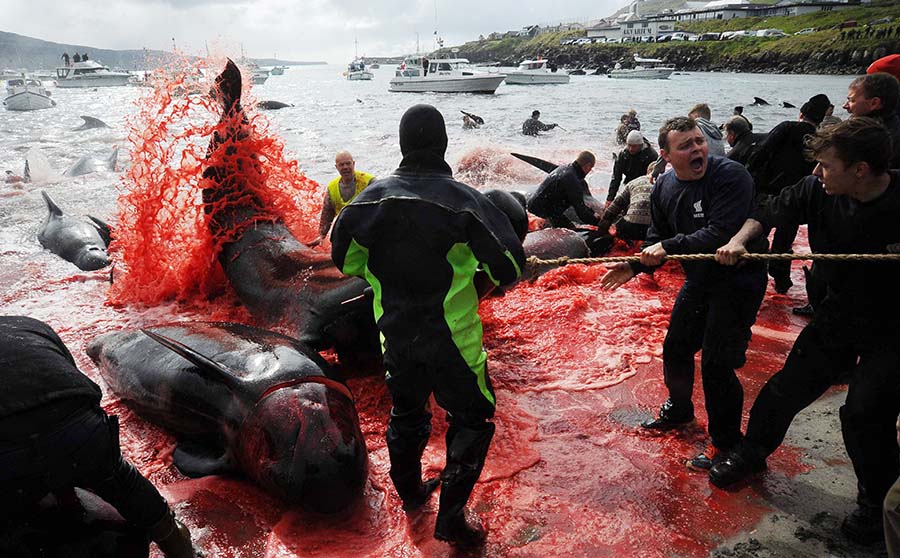 Tradisi Perburuan Lumba-Lumba yang Mendapat Kecaman Aktivis 