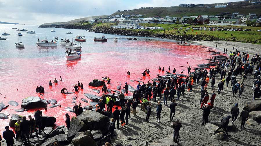 Tradisi Perburuan Lumba-Lumba yang Mendapat Kecaman Aktivis 