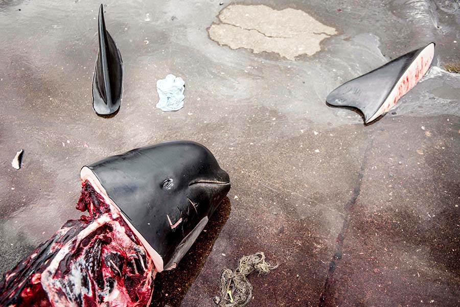 Tradisi Perburuan Lumba-Lumba yang Mendapat Kecaman Aktivis 