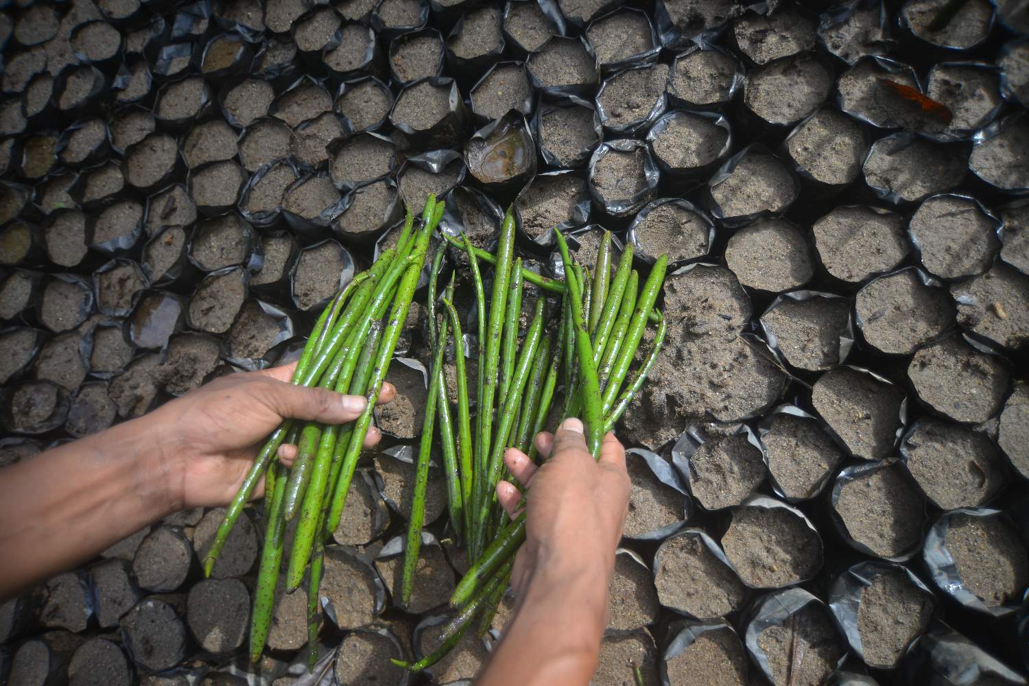 Pembibitan Mangrove  Pasir Jambak