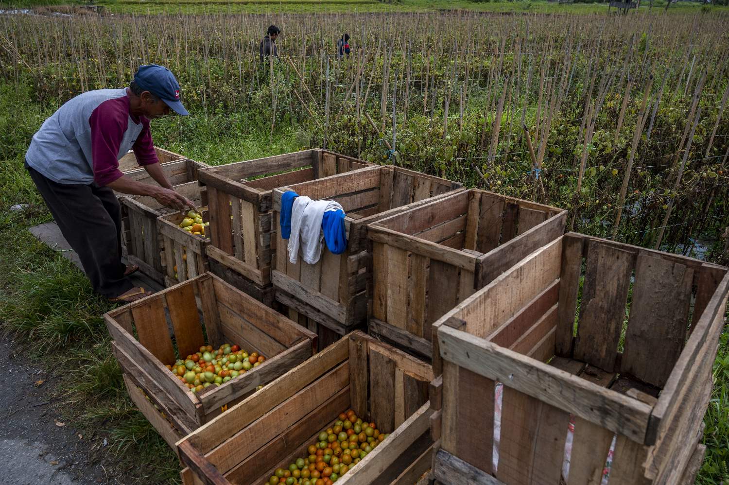 Harga Tomat Naik Akibat Pasokan Berkurang