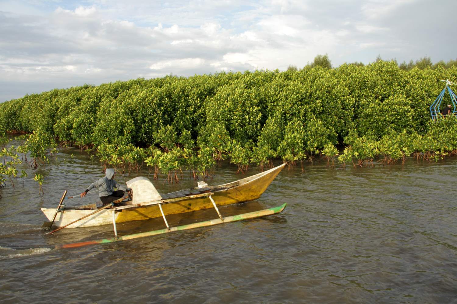 Pemerintah Akan Rehabilitasi Lahan Mangrove Puluhan Ribu Hektar