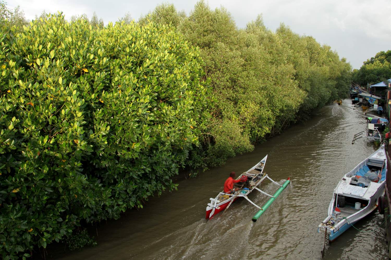 Pemerintah Akan Rehabilitasi Lahan Mangrove Puluhan Ribu Hektar