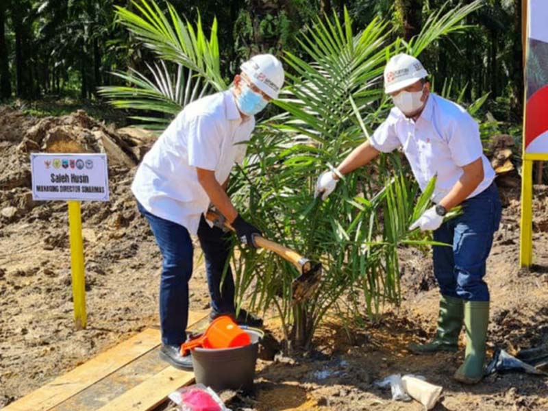 Vaksinasi dan Peremajaan Tanaman