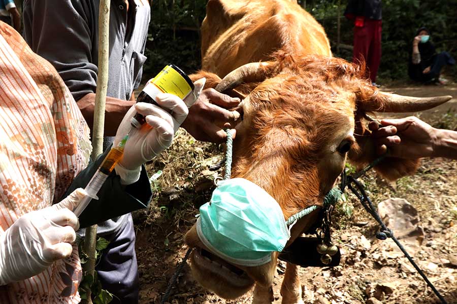 Layanan Kesehatan Gratis Untuk 8.000 Sapi di Banyuwangi 