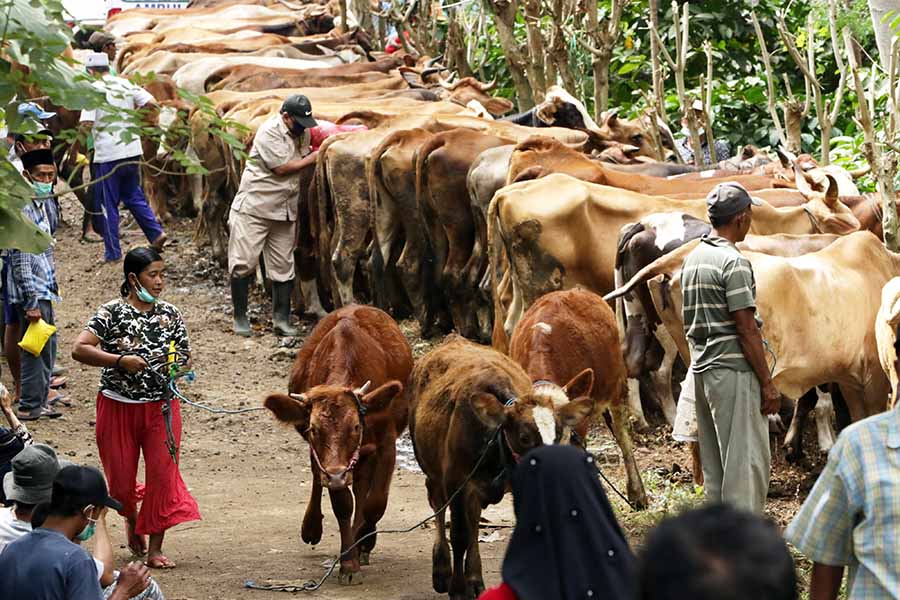Layanan Kesehatan Gratis Untuk 8.000 Sapi di Banyuwangi 