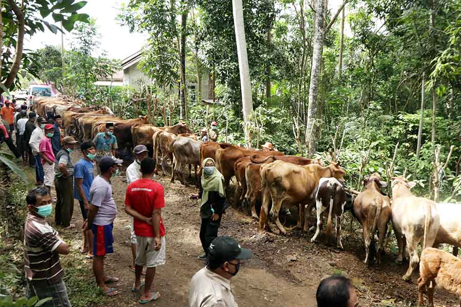 Layanan Kesehatan Gratis Untuk 8.000 Sapi di Banyuwangi 