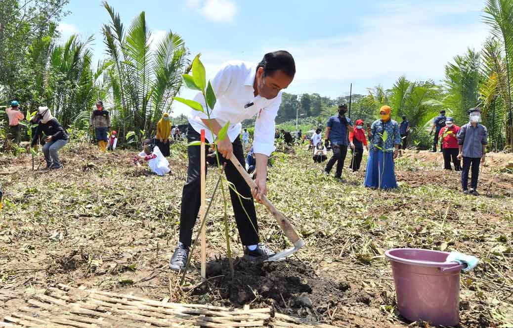 Presiden Tanam Mangrove