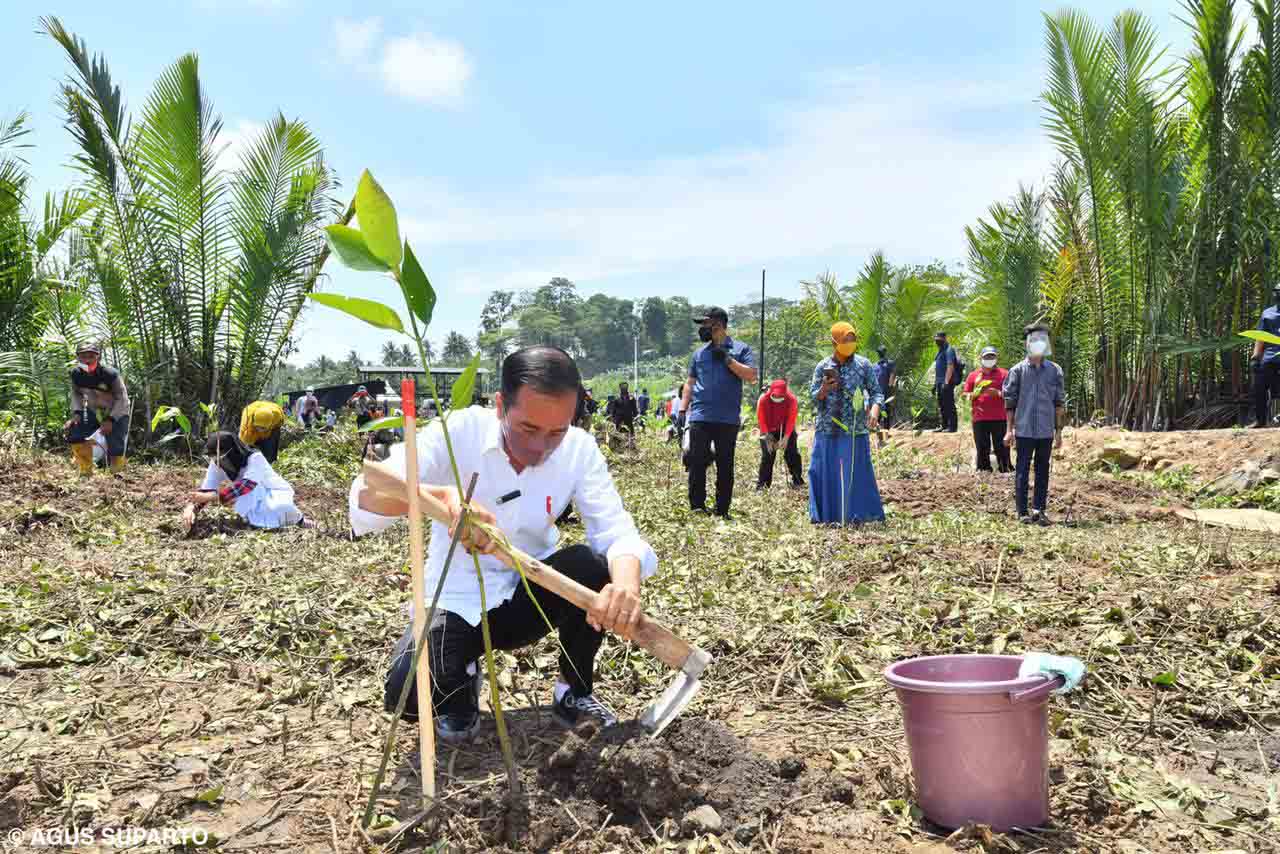 Presiden Tanam Mangrove