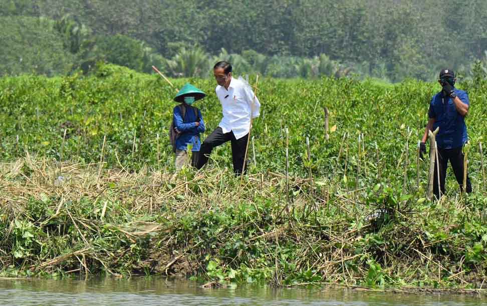 Presiden Tanam Mangrove