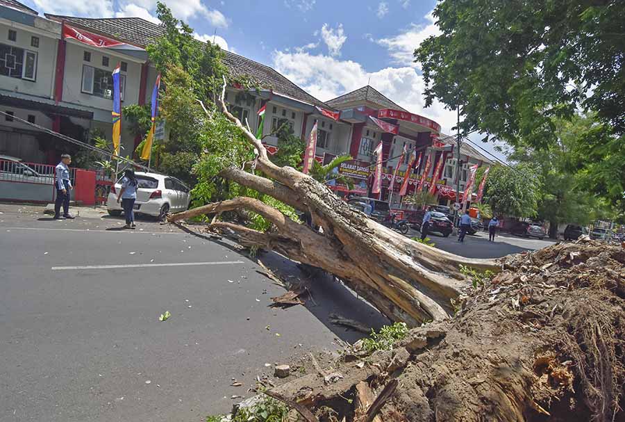 Pohon Besar Tumbang di Dekat Kantor Gubernur NTB