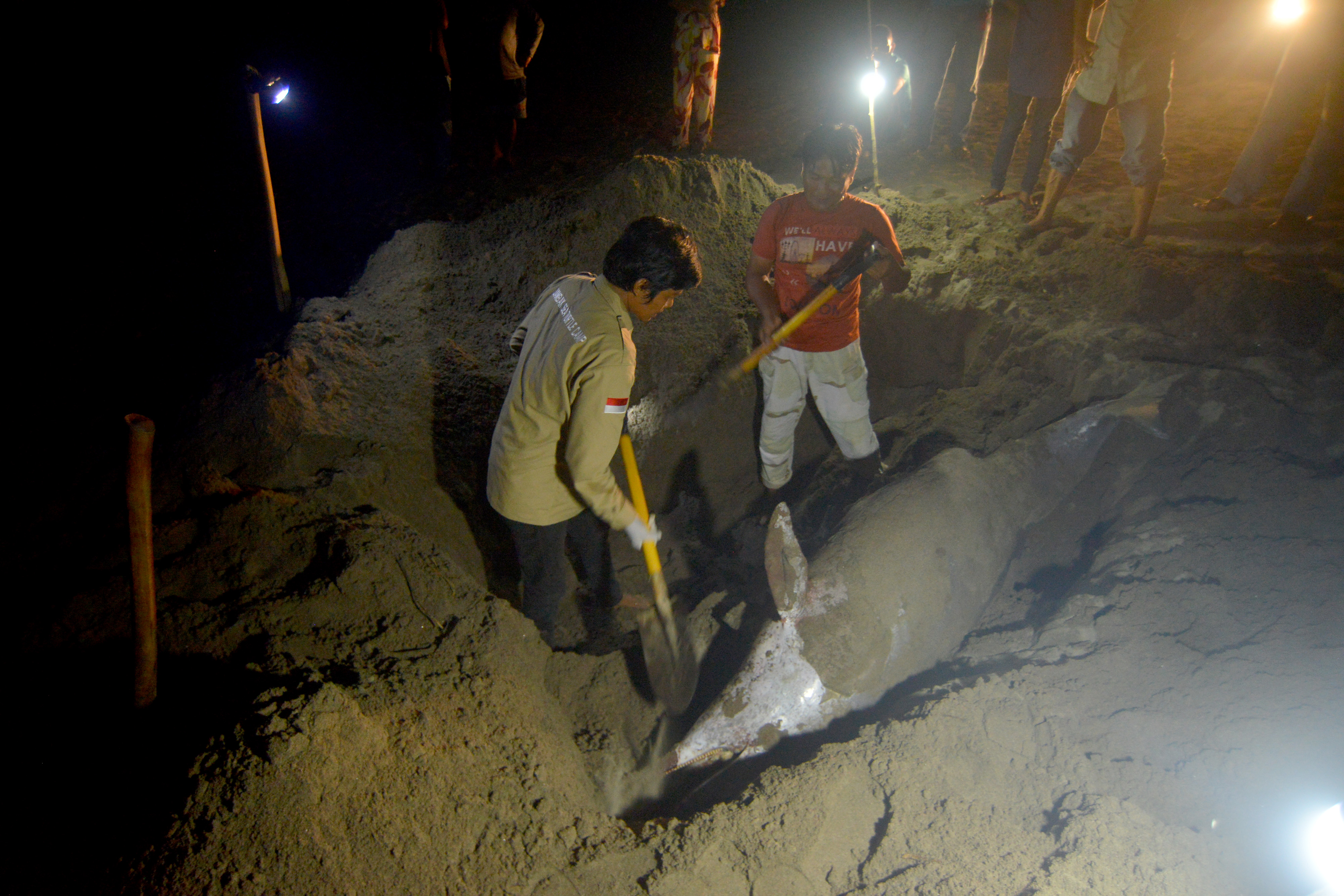 Lumba-Lumba Mati Terdampar