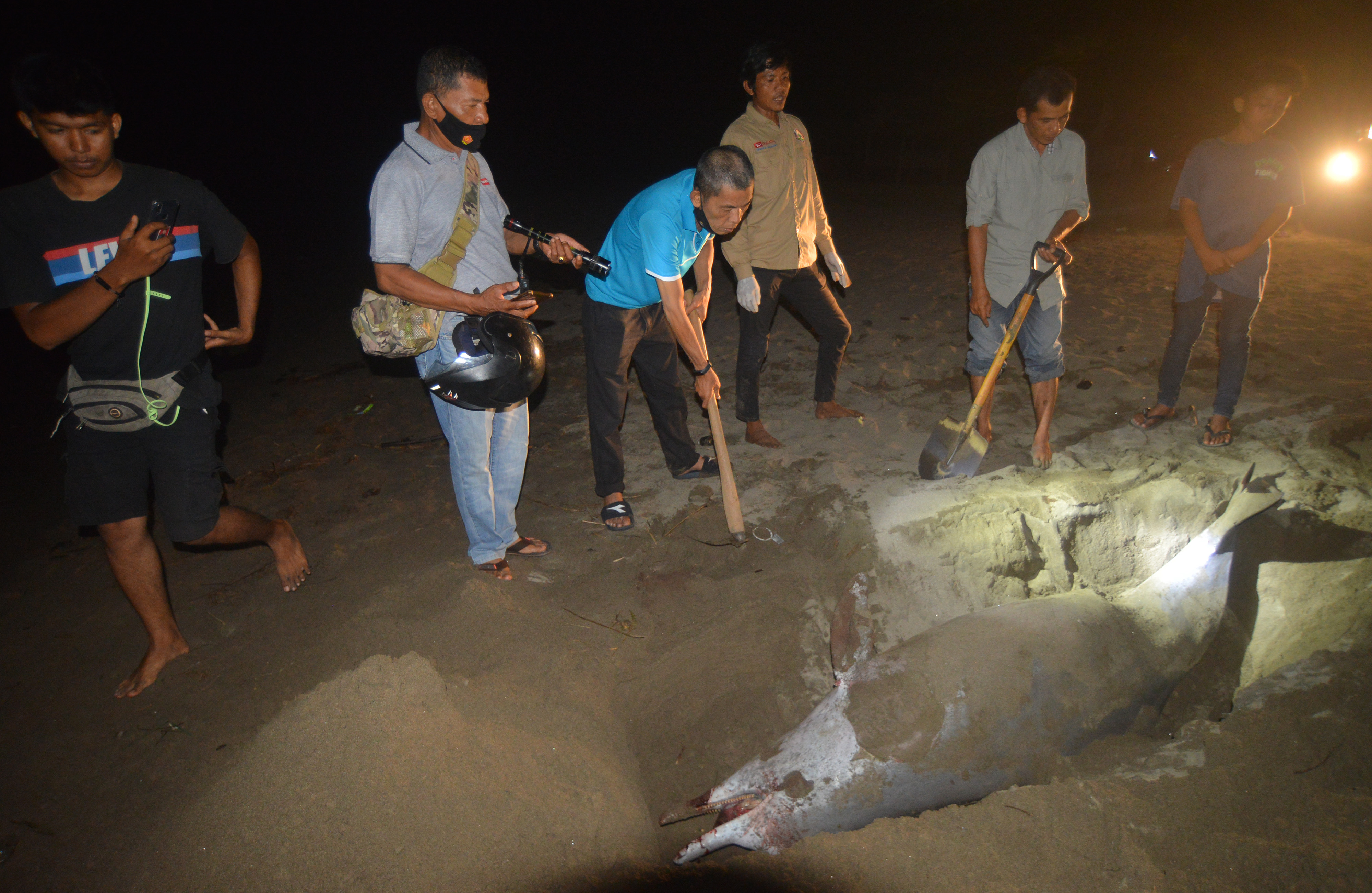 Lumba-Lumba Mati Terdampar