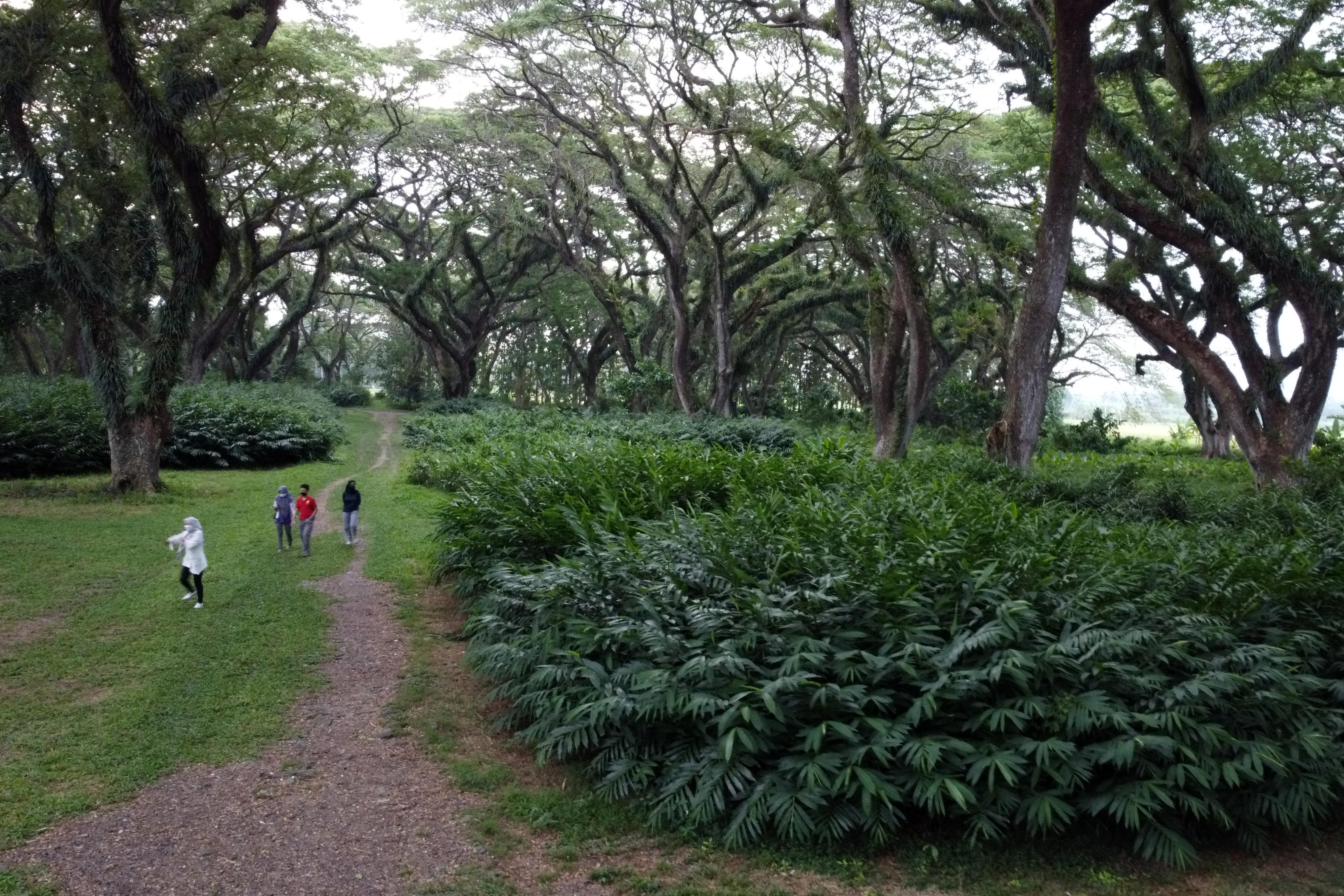 Wisata Hutan Djawatan Banyuwangi