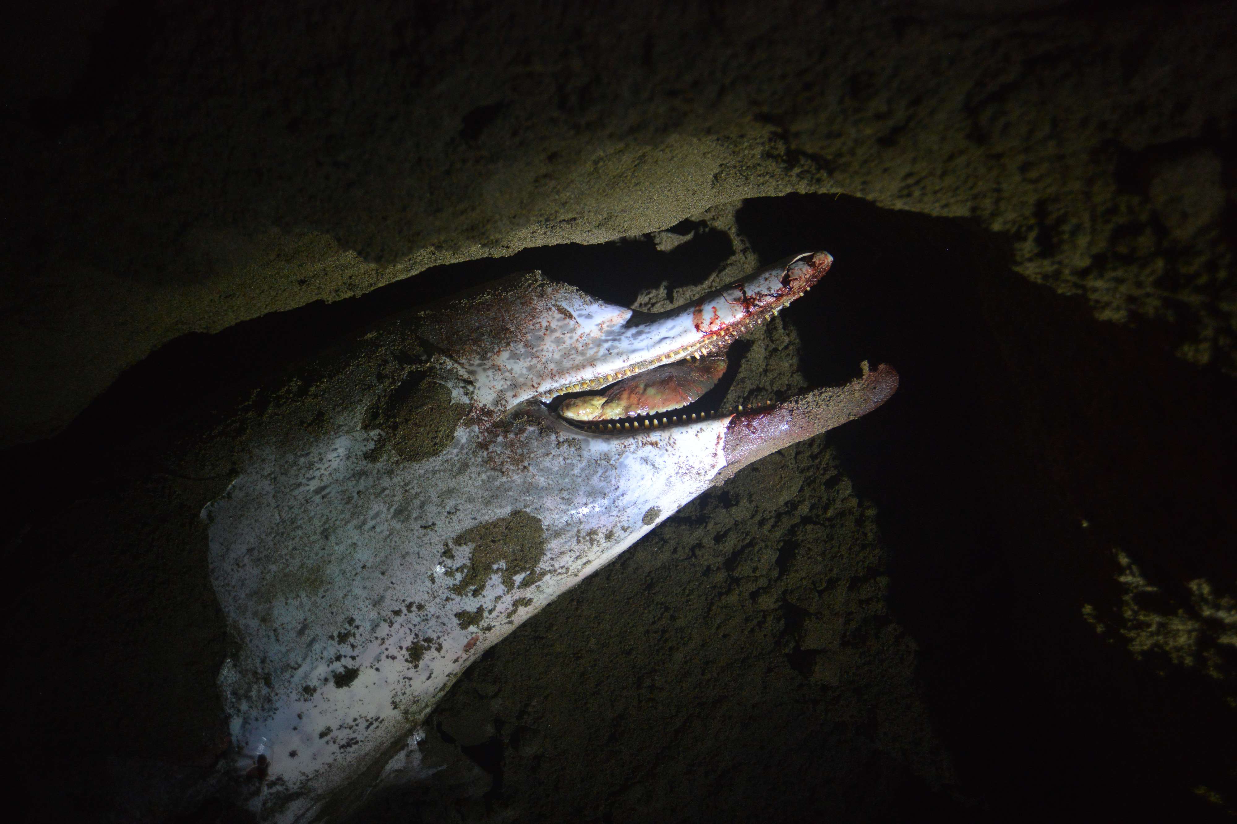 Lumba-Lumba Mati Terdampar