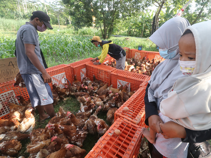 Peternak Obral Ayam Layer Produktif