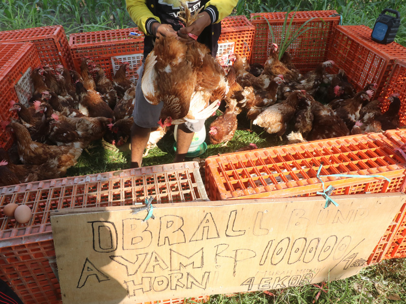 Peternak Obral Ayam Layer Produktif