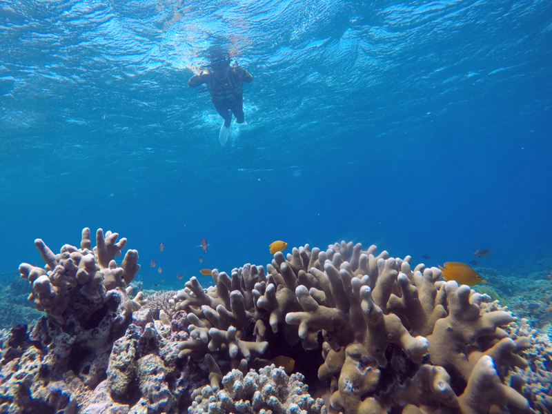 Pesona Bawah Laut GWD