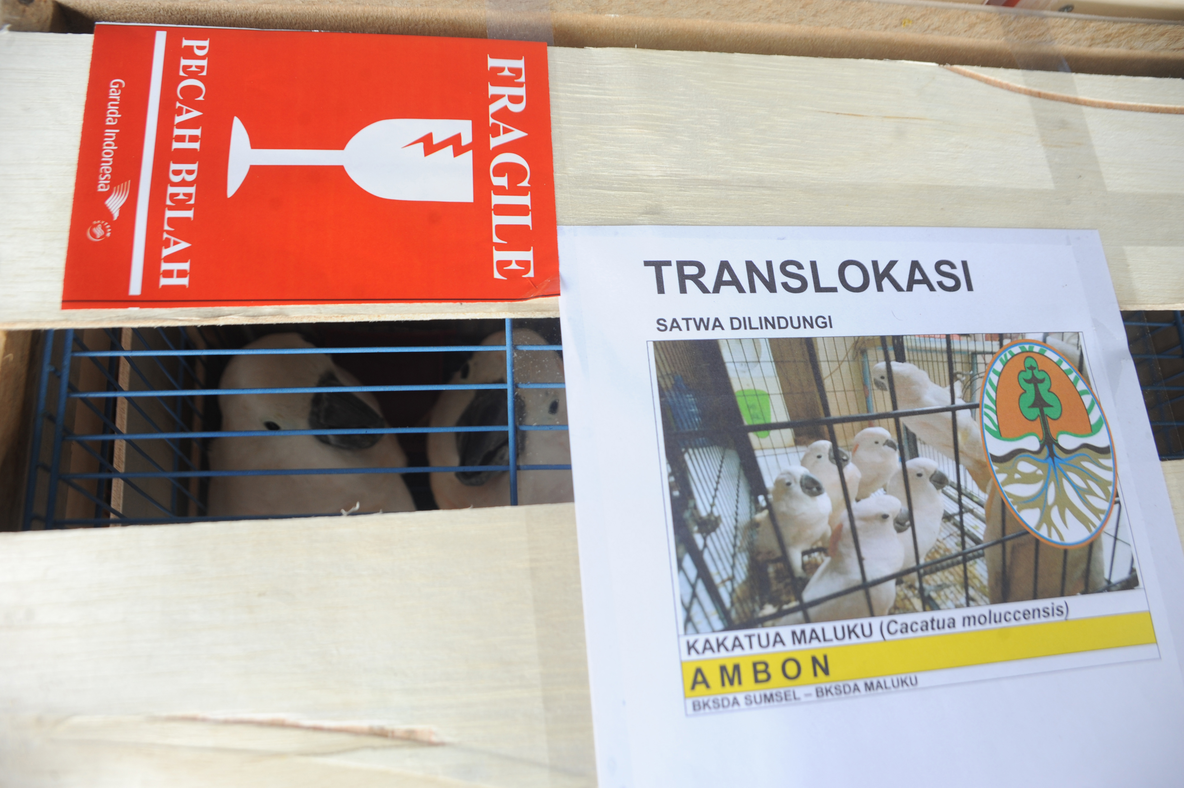 Translokasi Satwa Endemik Indonesia Timur