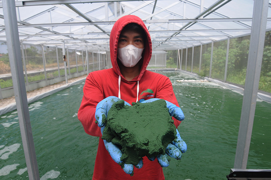 Budidaya Alga Untuk Ekspor