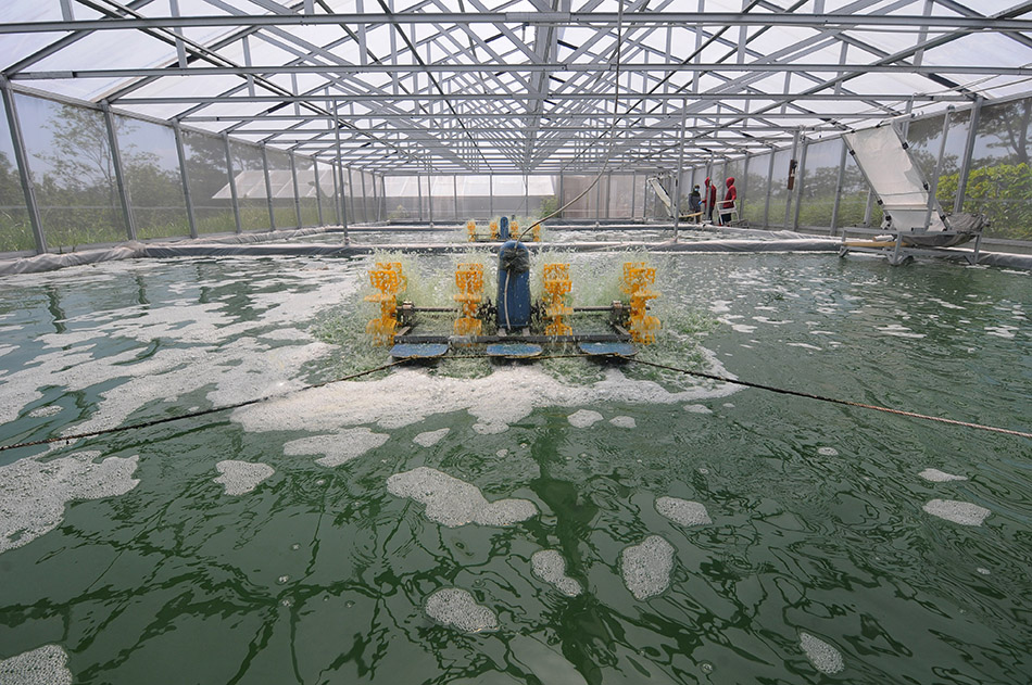 Budidaya Alga Untuk Ekspor