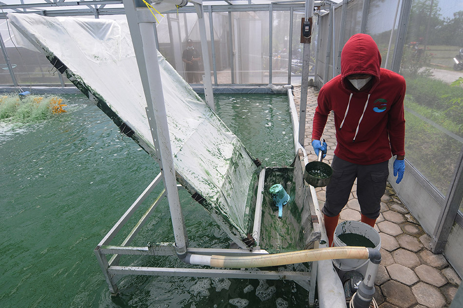 Budidaya Alga Untuk Ekspor