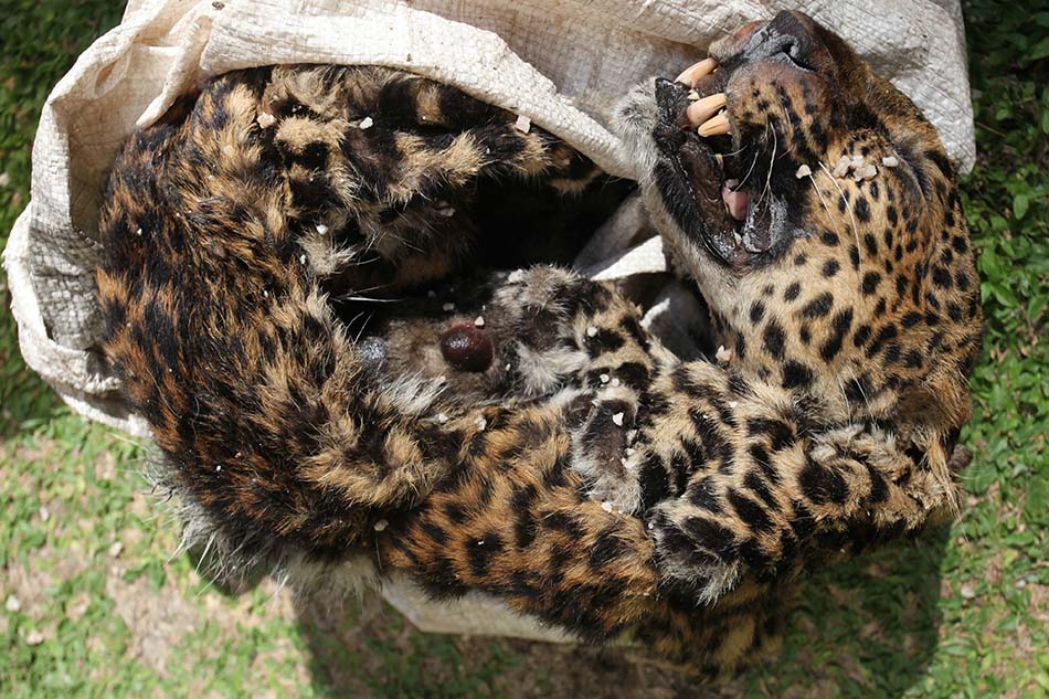 Ungkap Kasus Perniagaan Satwa Dilindungi