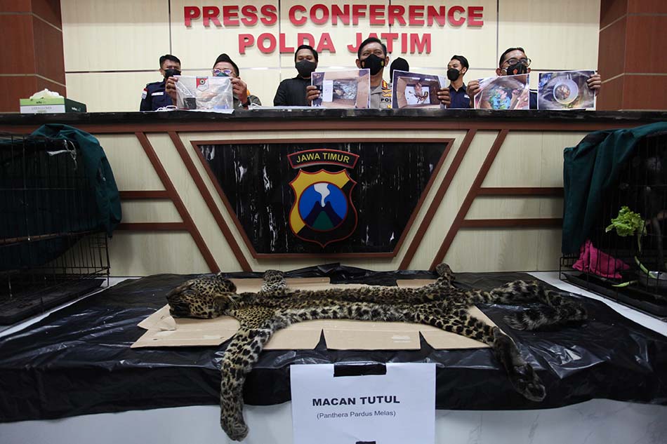 Ungkap Kasus Perniagaan Satwa Dilindungi