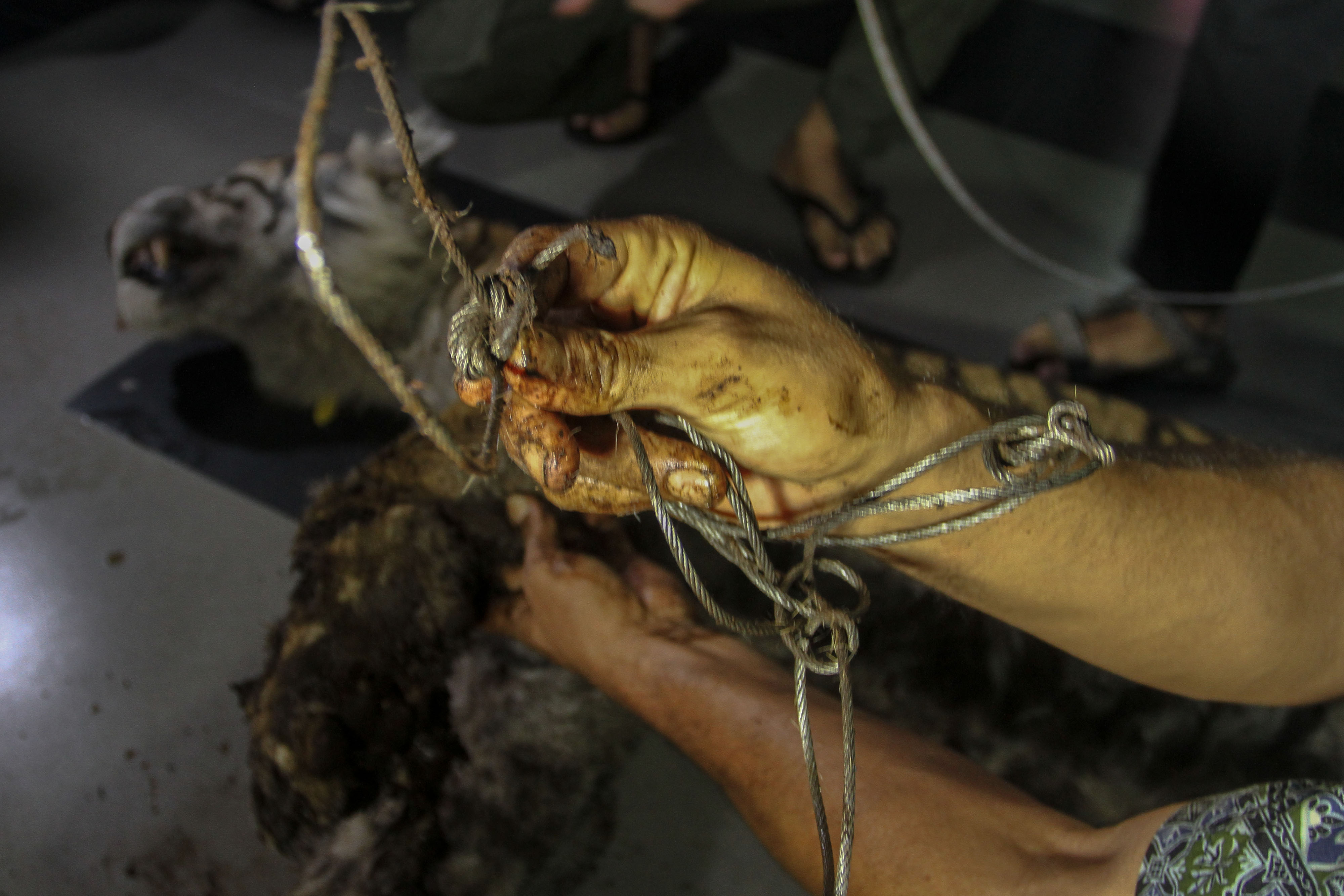 Harimau Sumatera Mati Terjerat di Riau